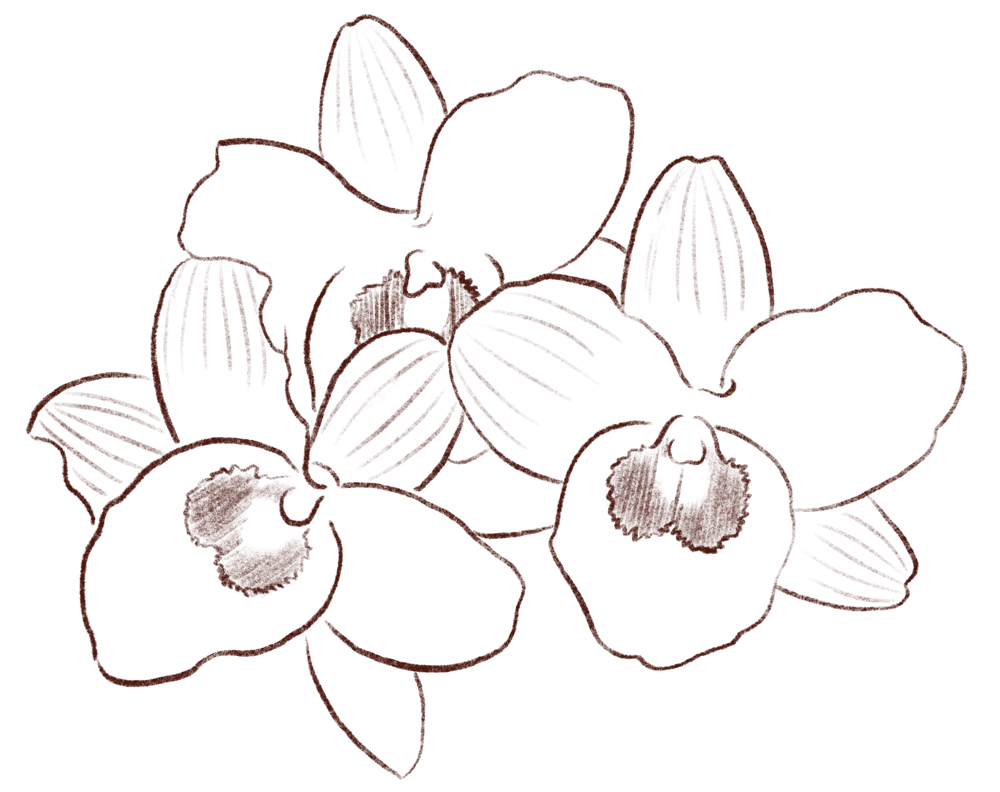 Kyo Orchids Nursery Logo